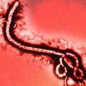 Ebola Outbreak Notification Thumbnail