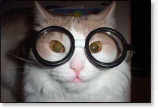 Picture of Cat Facts