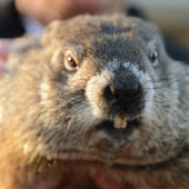 Punxsutawney Phil Thumbnail